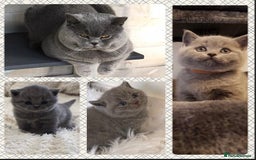 British Shorthair cats for stud: ⭐️ Big beautiful blue champion stud gccf  ⭐️ in Derby - Image 4