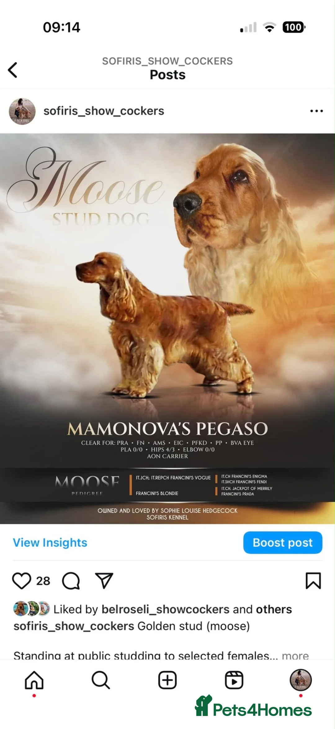 Cocker Spaniel dogs for sale: 100%show quality cocker spaniels - Advert 2
