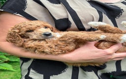 Standard Poodle dogs for sale: Standard Poodle Puppies Looking for Their Families - Image 8