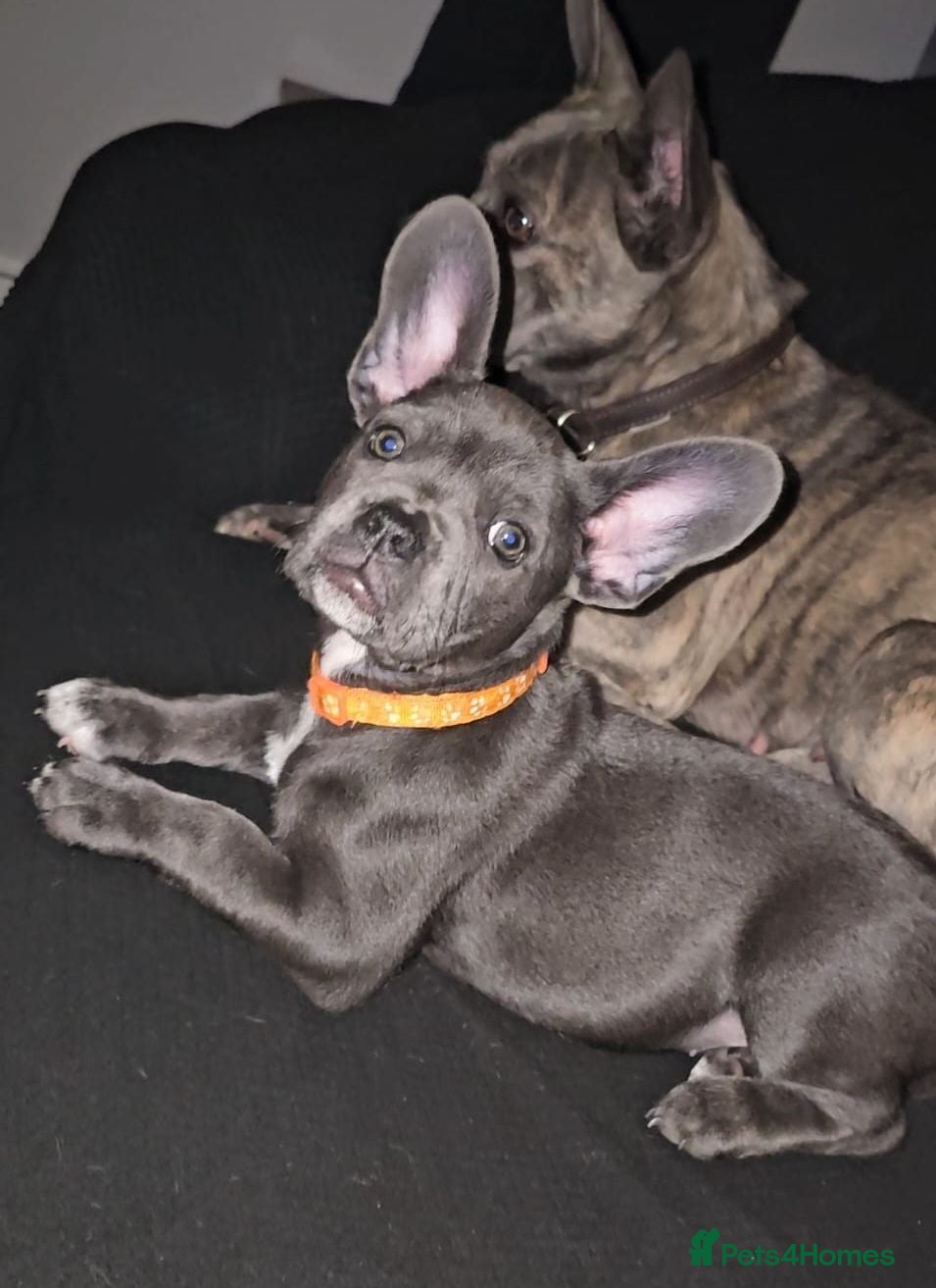French Bulldog dogs READY TO GO!! Gorgeous French Bull Dog Puppies - Advert 2