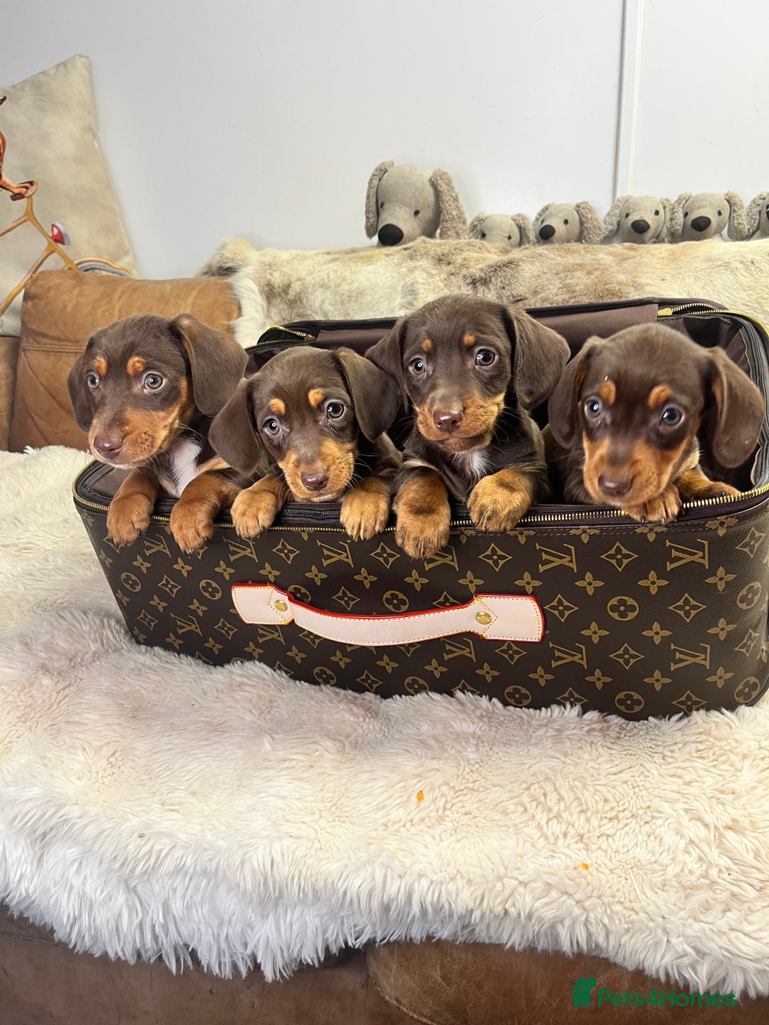 Dachshund dogs for sale: stunning gorgeous litter  - Advert 2