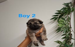 German Shepherd dogs for sale: German shepherd pups 🐶  - Image 5