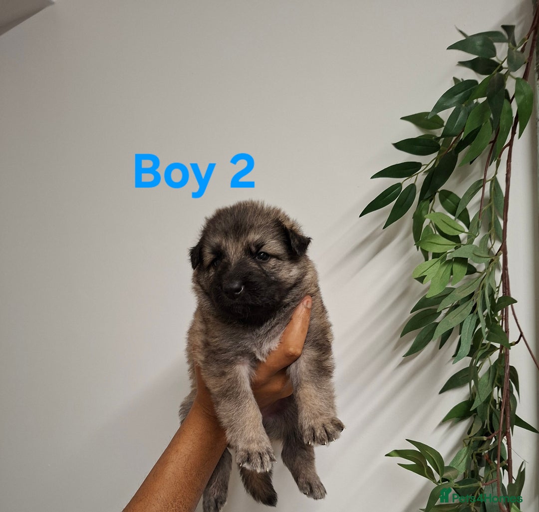 German Shepherd dogs for sale: German shepherd pups 🐶  - Image 5