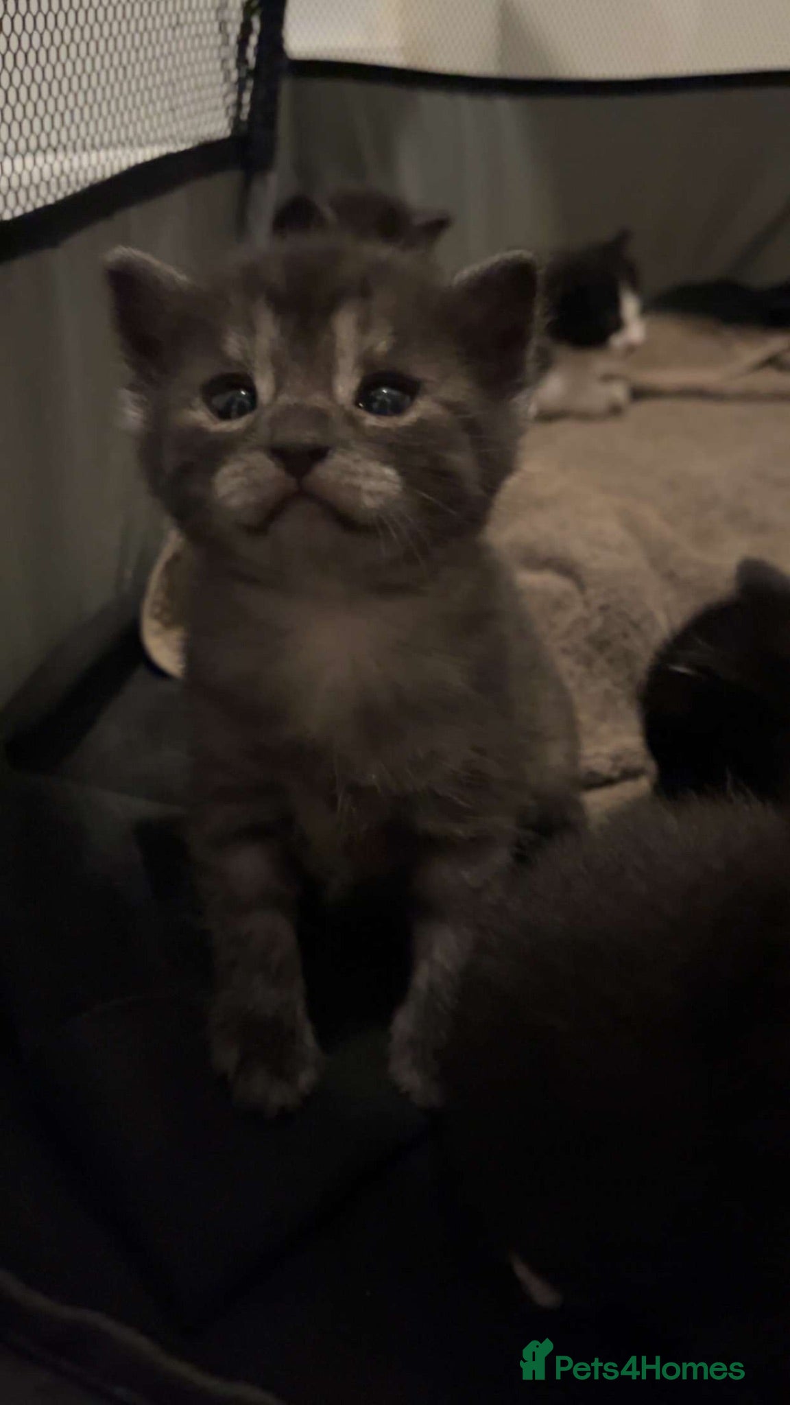 Mixed Breed cats Mixed breed kitten  - Advert 1