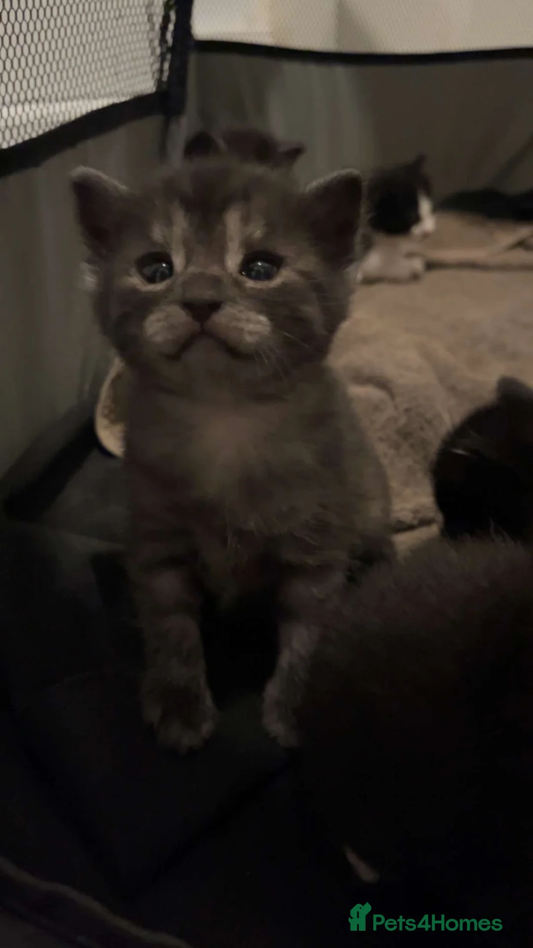 Mixed Breed cats for sale: Mixed breed kitten  in Walton-on-Thames - Advert 1