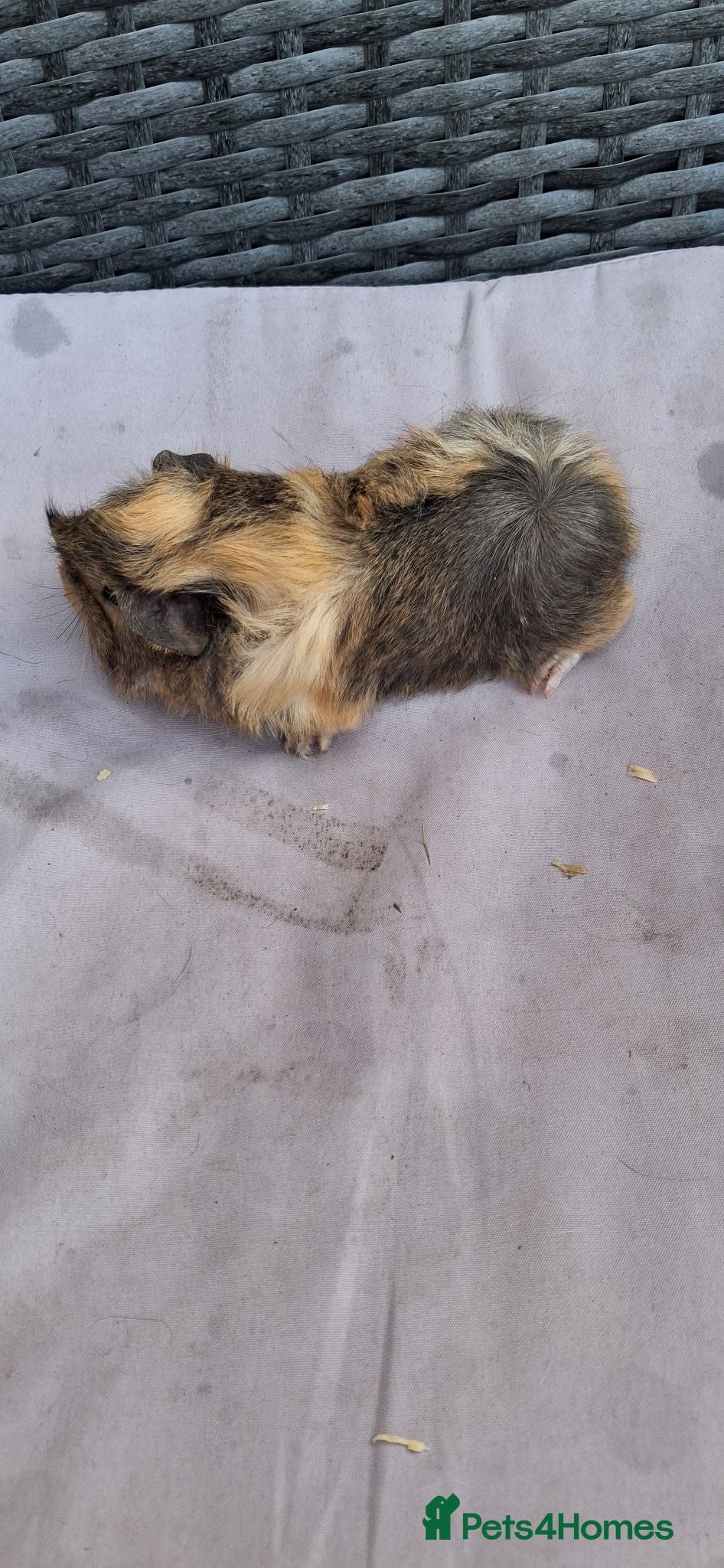 Guinea Pig rodents Baby girl guinea pigs - Advert 8