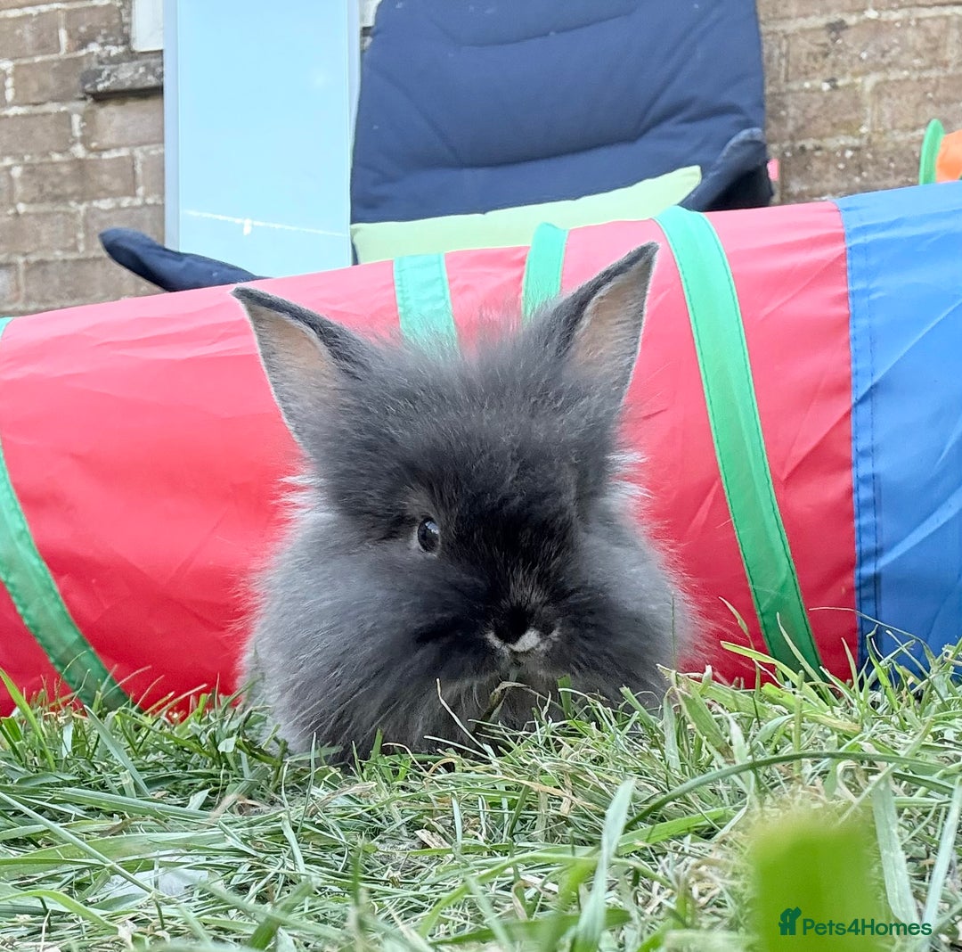 Lionhead rabbits for sale: Teddy Double & Single Lionhead Price starts at £35 - Image 28
