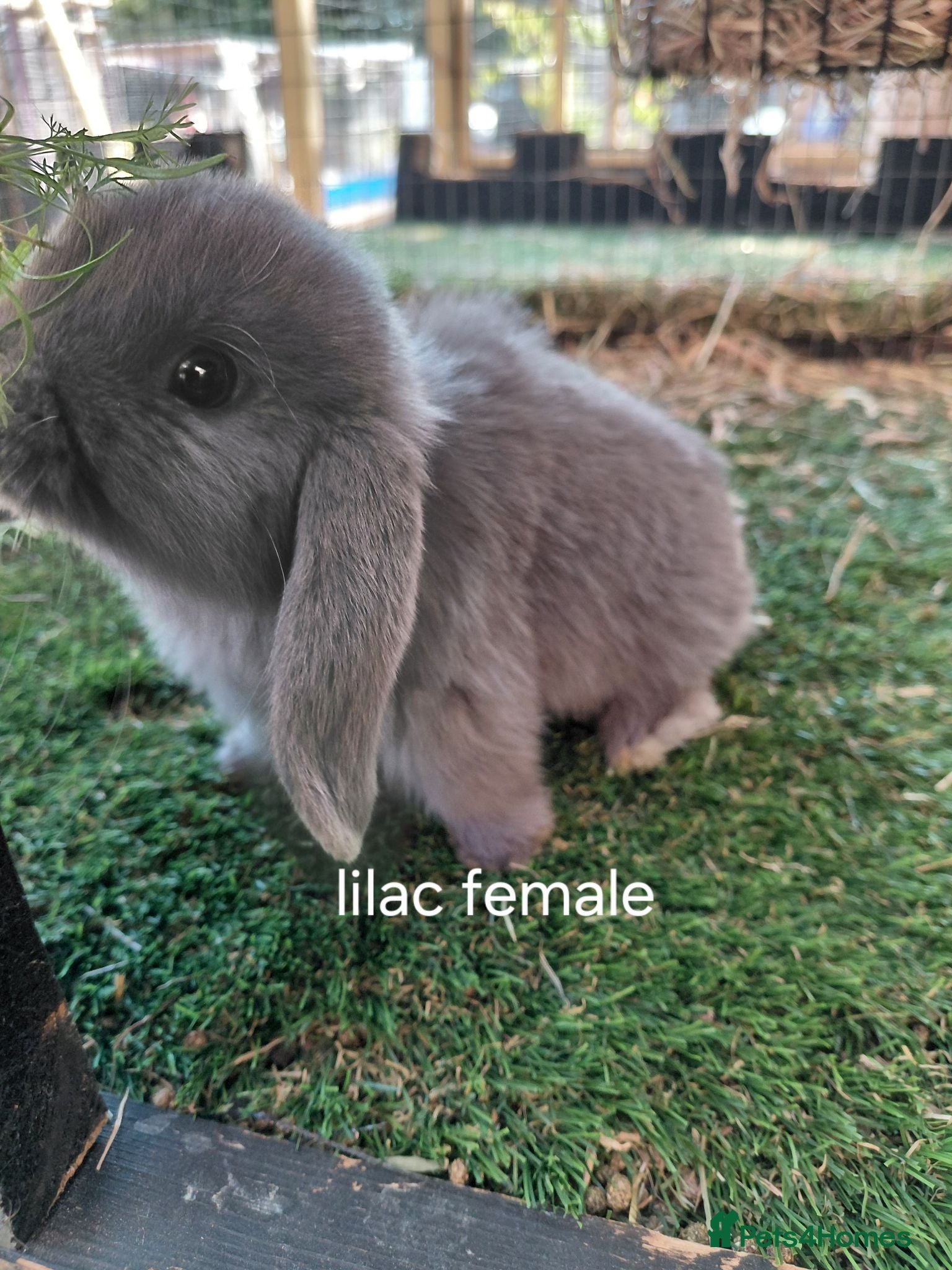 Mini Lop rabbits Vaccinated xx tiny female  mini lops  - Advert 1