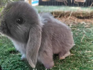 Mini Lop rabbits Vaccinated xx tiny female mini lops - Advert 1