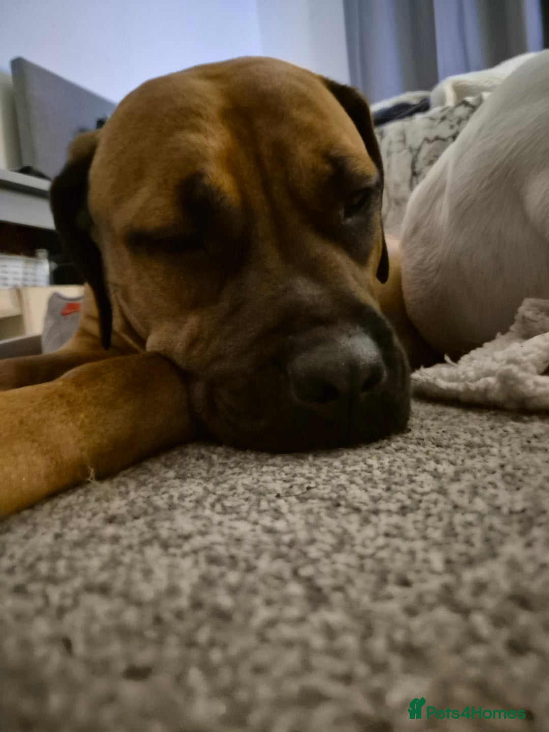 Mixed Breed dogs for sale: Bullmastiff x Springer Spaniel Puppies - Advert 1