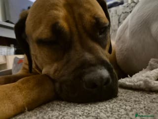 Mixed Breed dogs Bullmastiff x Springer Spaniel Puppies - Advert 19