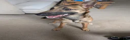 Mixed Breed dogs for sale: Lilo - Fawn Greyhound & Belgian Malinois Cross - Advert 3