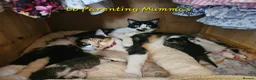 Mixed Breed cats for sale: Beautiful, friendly kittens for sale! - Advert 3