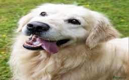 Golden Retriever dogs for sale: Newmiller Retrievers Litter Announcement  - Image 5
