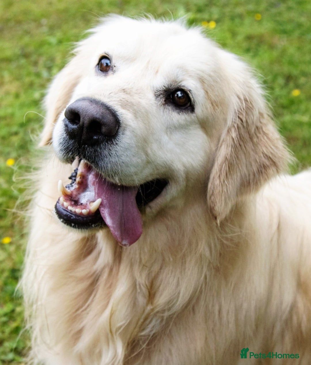 Golden Retriever dogs for sale: Newmiller Retrievers Litter Announcement  - Image 5
