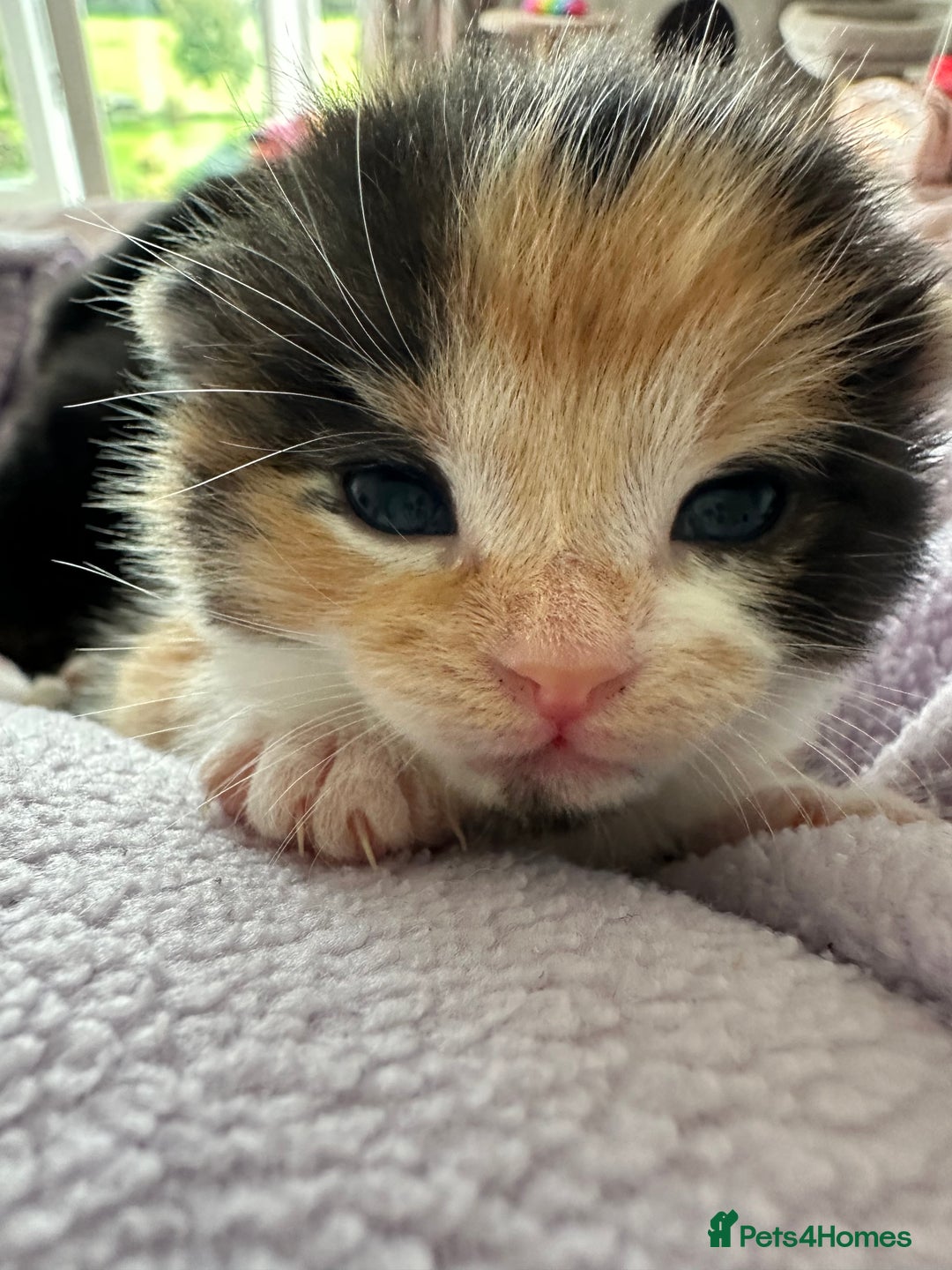 Domestic Shorthair cats for sale: 8 Beautiful kittens with stunning markings  - Image 14