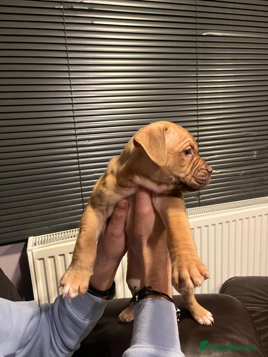 Mixed Breed dogs for sale: Boxer/Staff/Cane Corso Puppies for Sale - Advert 18