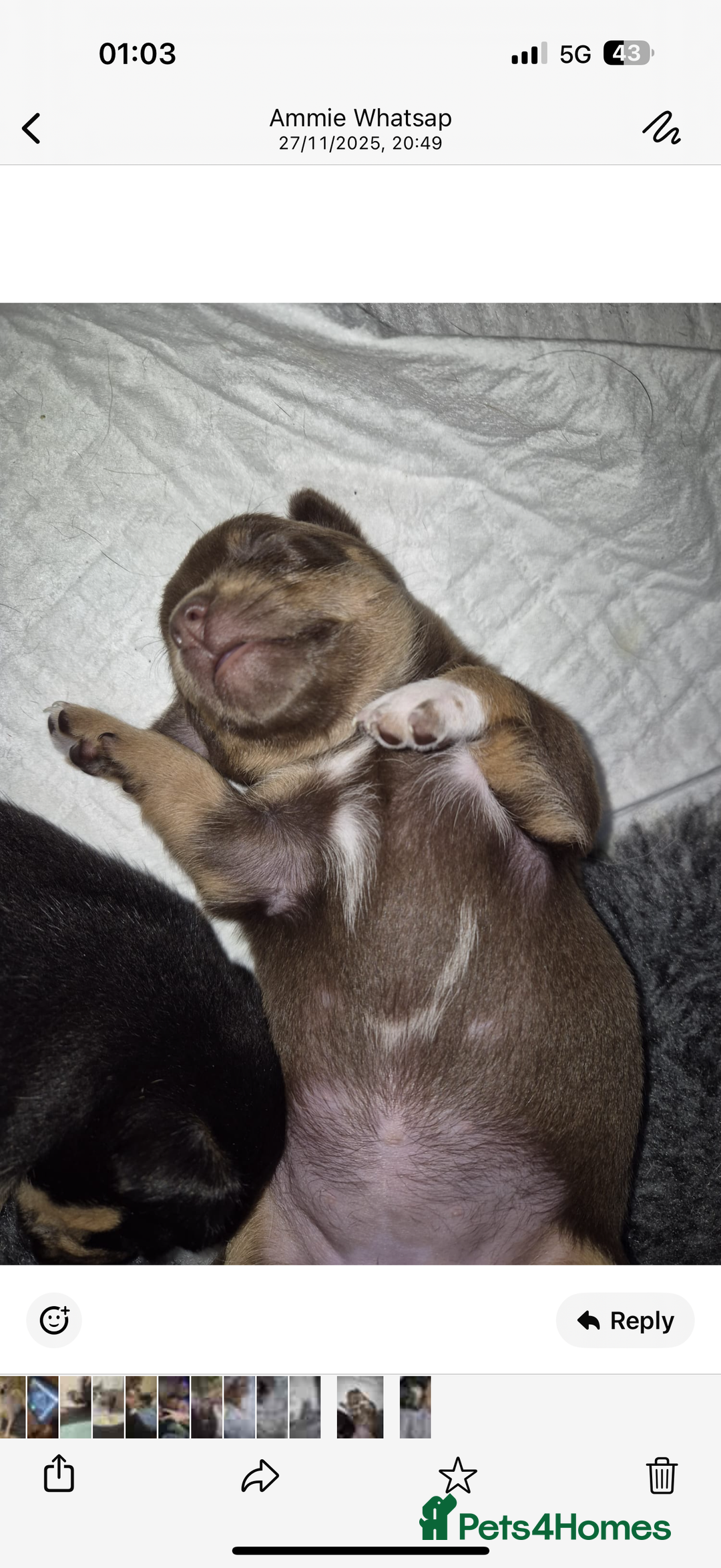 Chihuahua dogs for adoption: Chihuahua puppy  - Advert 2