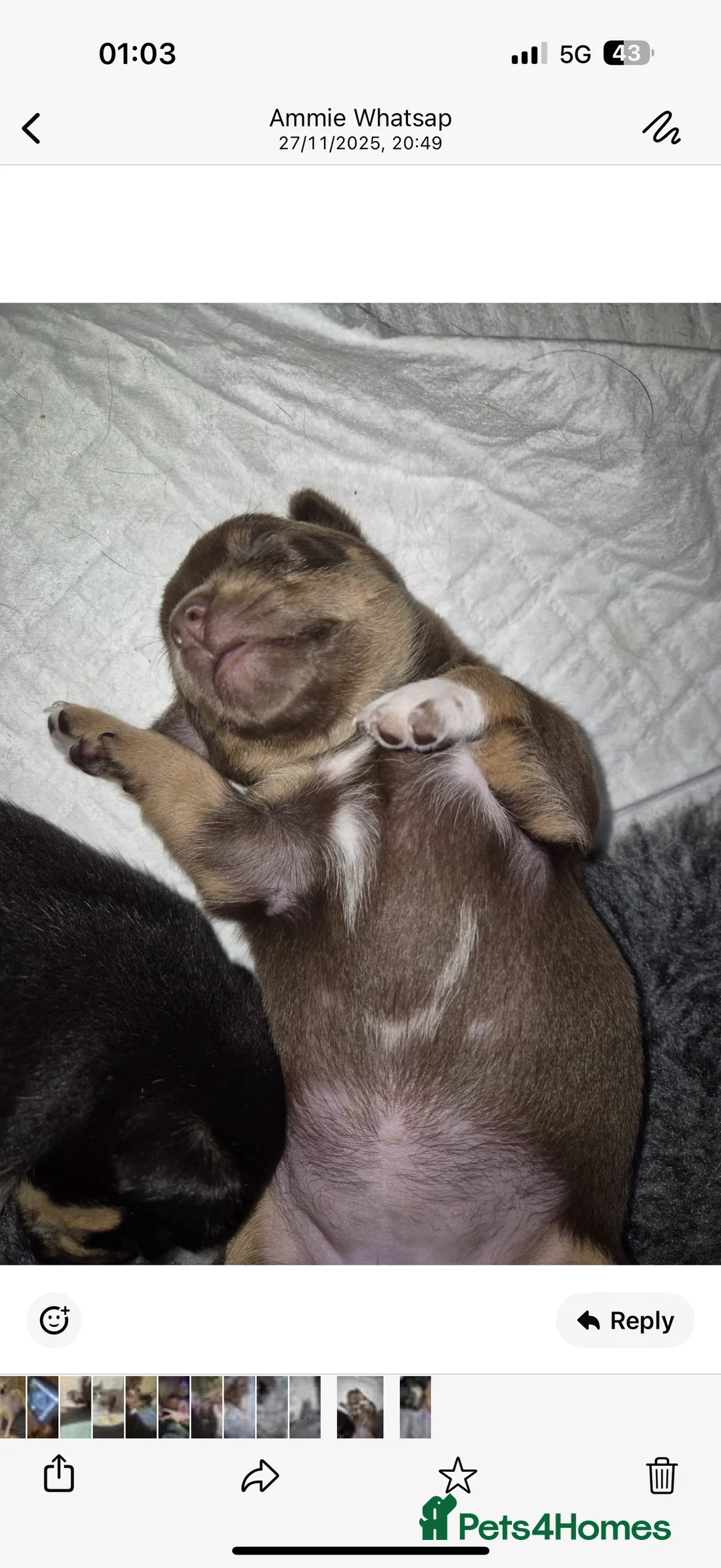 Chihuahua dogs for adoption: Chihuahua puppy  - Advert 2