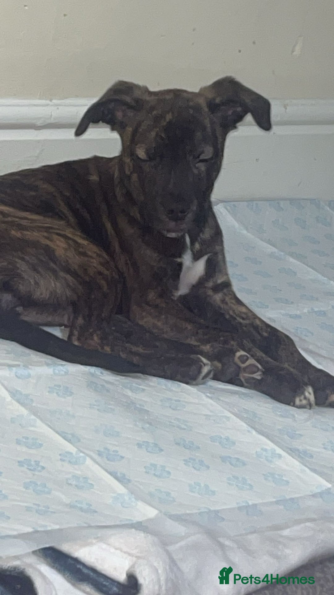 Mixed Breed dogs for sale: Kiara - Advert 2