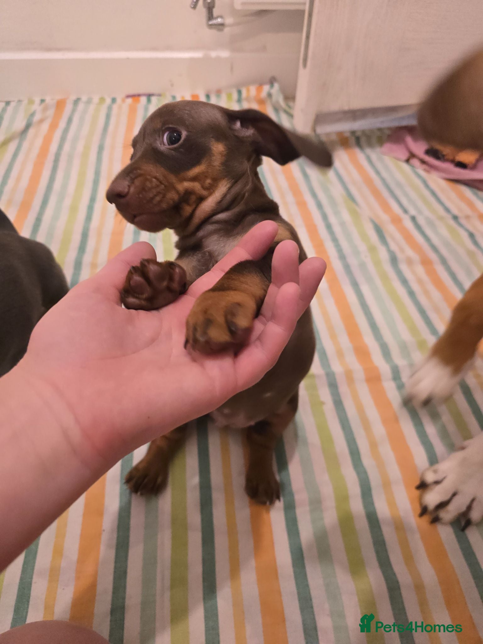 Miniature Dachshund dogs 1 beautiful dauchounds READY NOW! - Advert 15