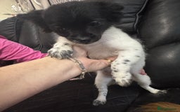 Chihuahua dogs for sale: Long haired chihuahua’s - Advert 7
