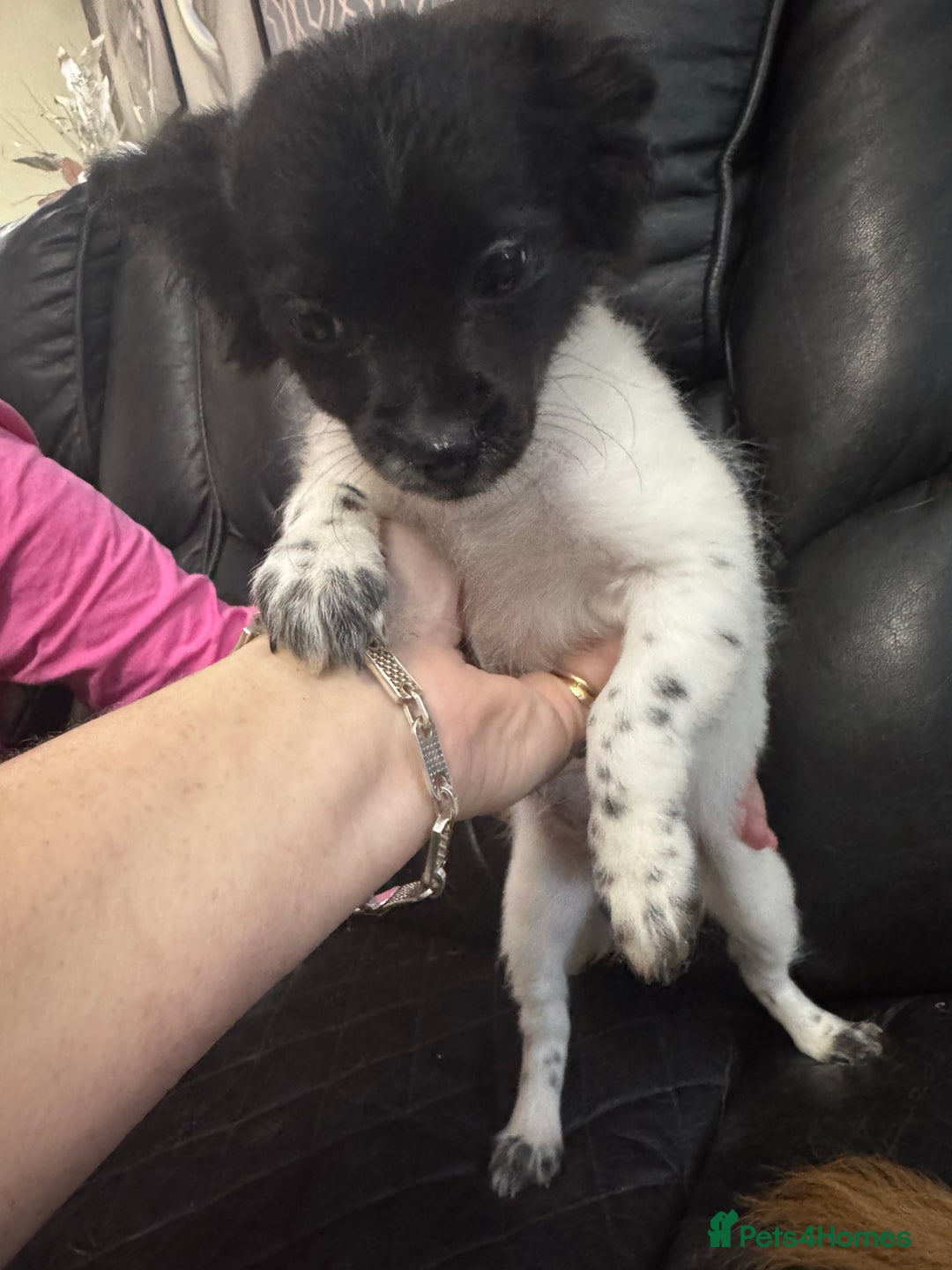 Chihuahua dogs for sale: Long haired chihuahua’s - Advert 7