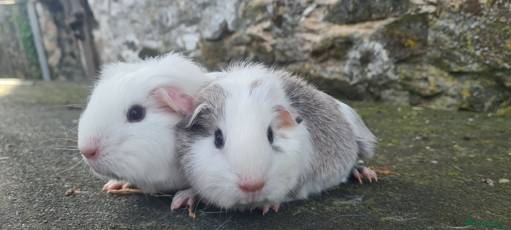Guinea Pig rodents for sale: Female smooth haired guinea pigs - Advert 5