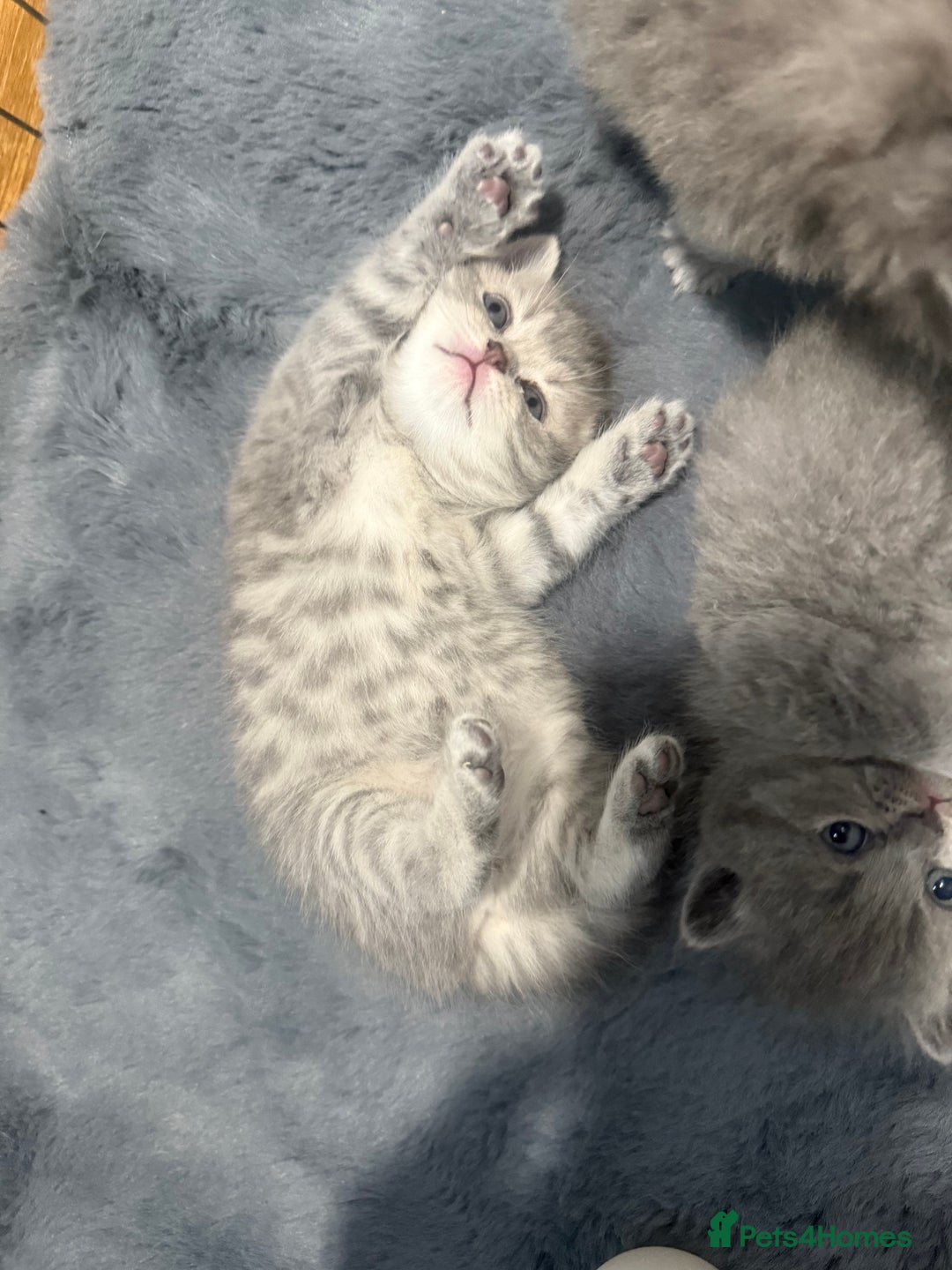 Scottish Fold cats for sale: Scottish fold kittens  - Advert 9