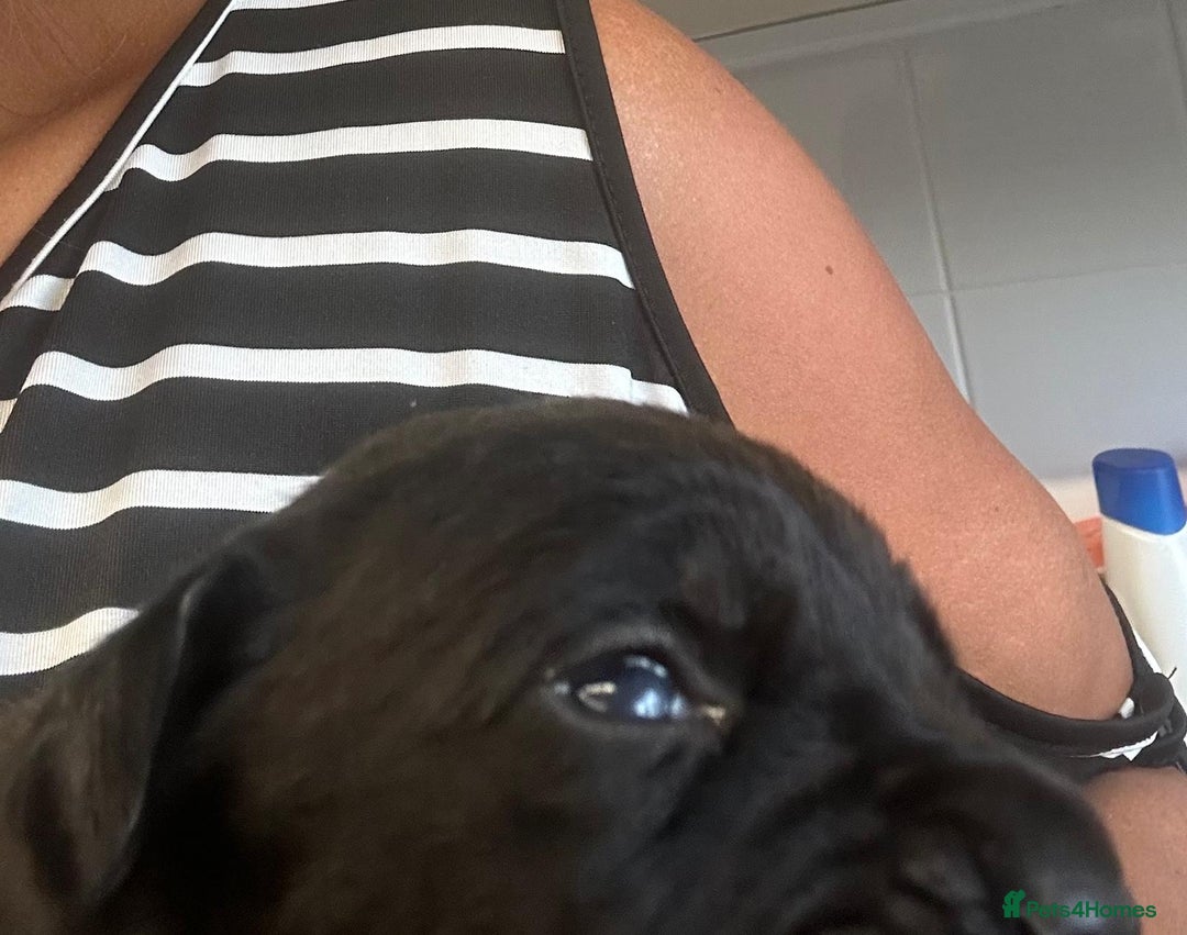 Cane Corso dogs for sale: Cane corso puppies  - Image 12