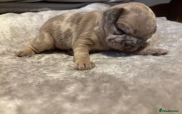 French Bulldog dogs for sale: MERLE FRENCH BULLDOG PUPPIES 🐾  - Image 7