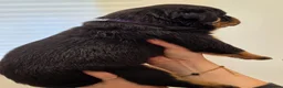 Rottweiler dogs for sale: Beautiful KC Rottweiler puppies. 2 boys, 4 girls in Brierley Hill - Advert 14