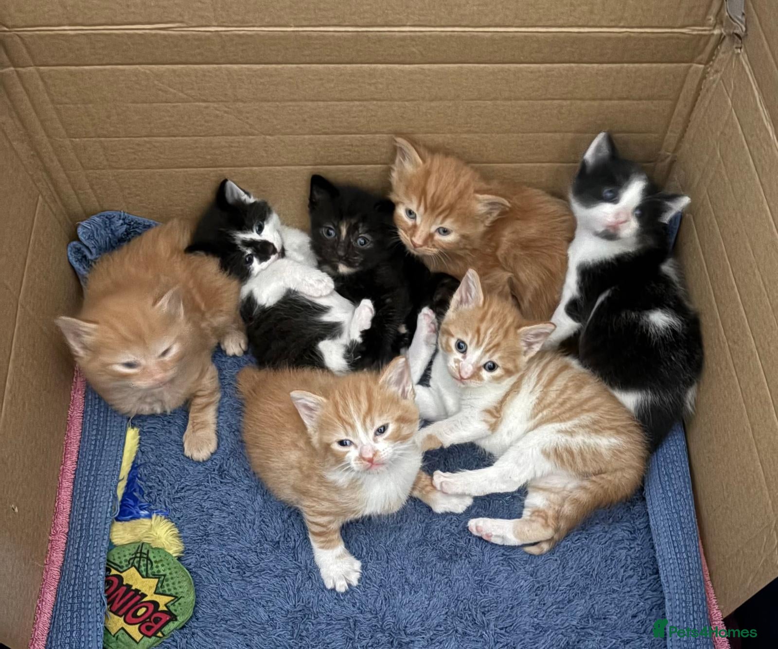 Mixed Breed cats for sale: 7 Adorable kittens ready for their furever home - Advert 11