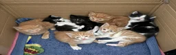 Mixed Breed cats for sale: 7 Adorable kittens ready for their furever home - Advert 1