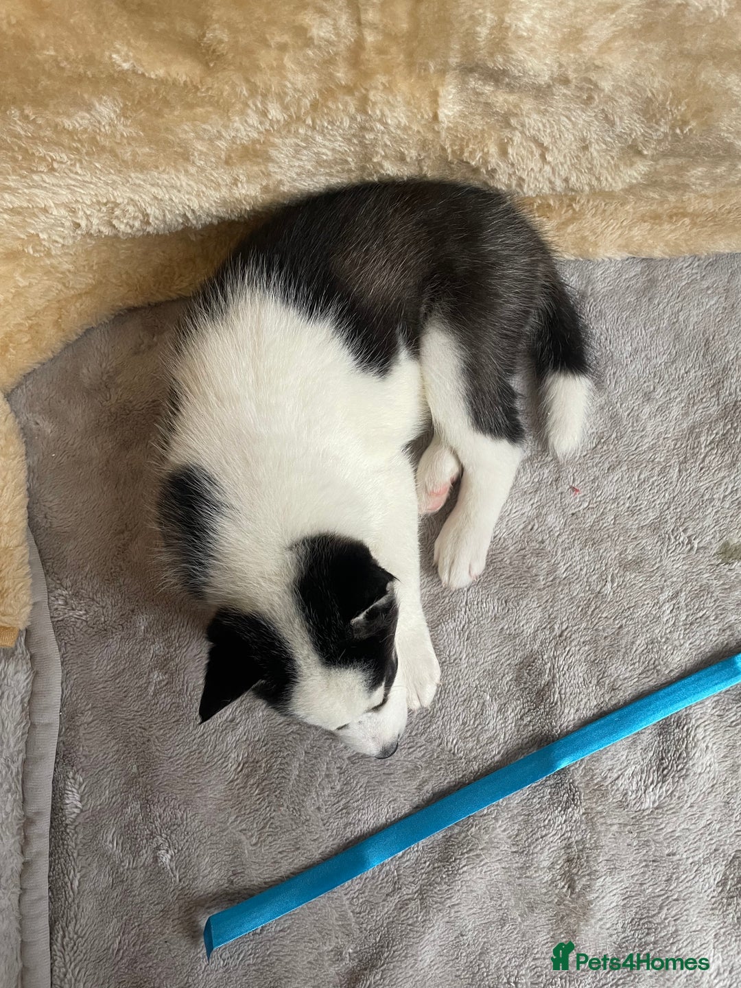 Siberian Husky dogs for sale: Siberian Husky Puppies  - Advert 2