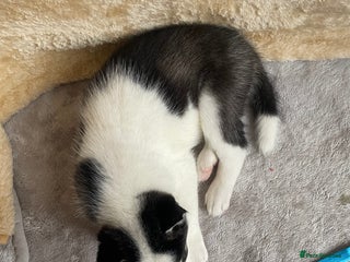 Siberian Husky dogs Siberian Husky Puppies - Advert 1