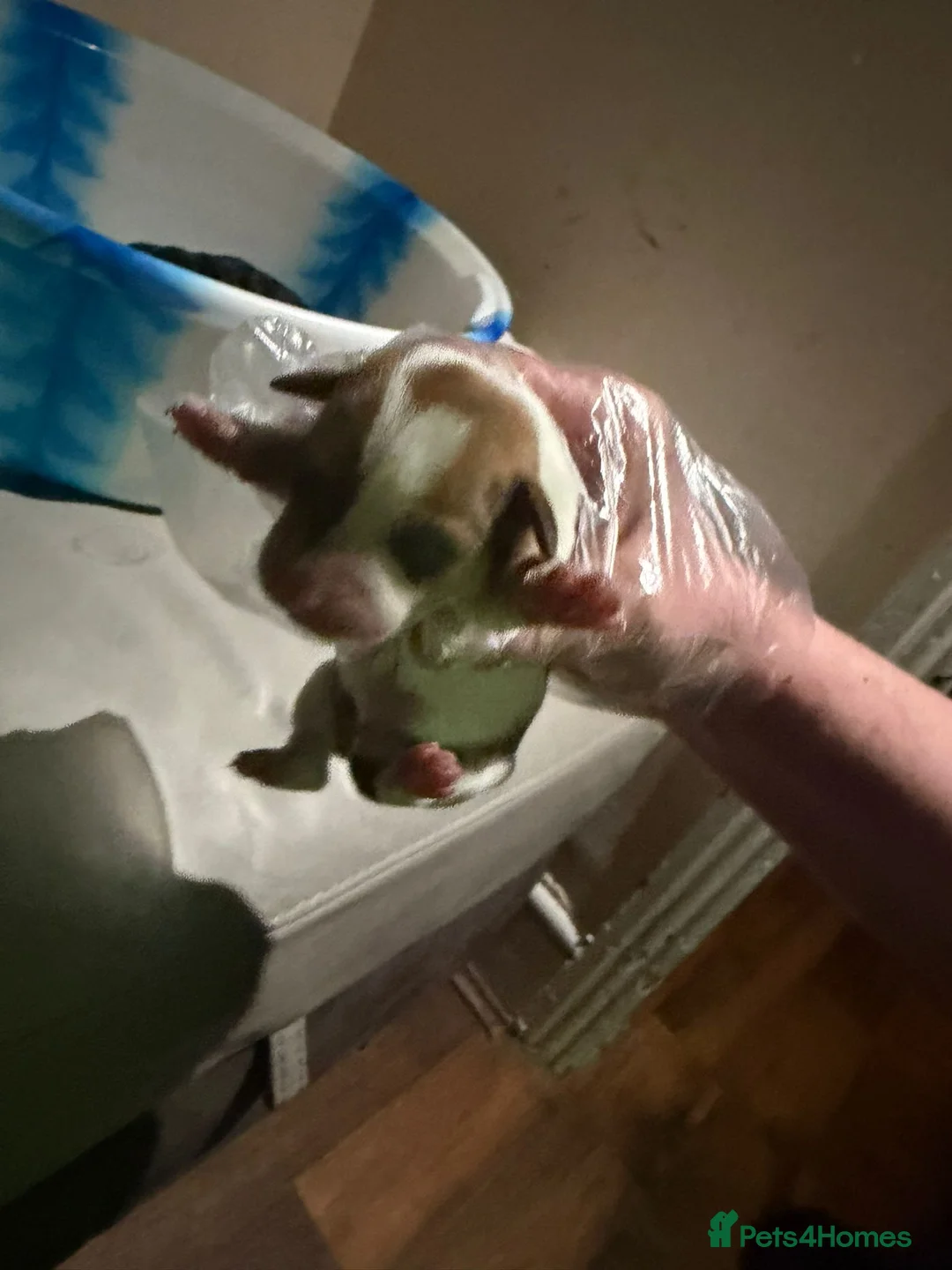 Jackshund dogs for sale: Adorable Dachshund x Jack Russell puppies  - Advert 8