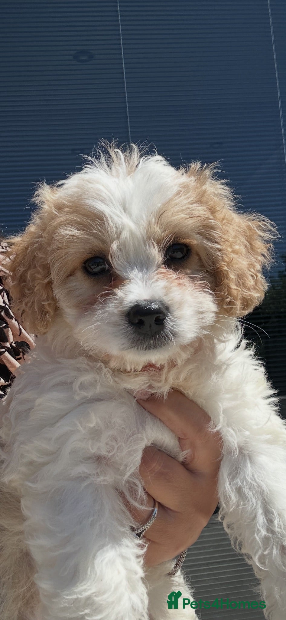 Cavapoo dogs F1 Girl (1 left) Cavapoo - viewings this weekend  - Advert 2