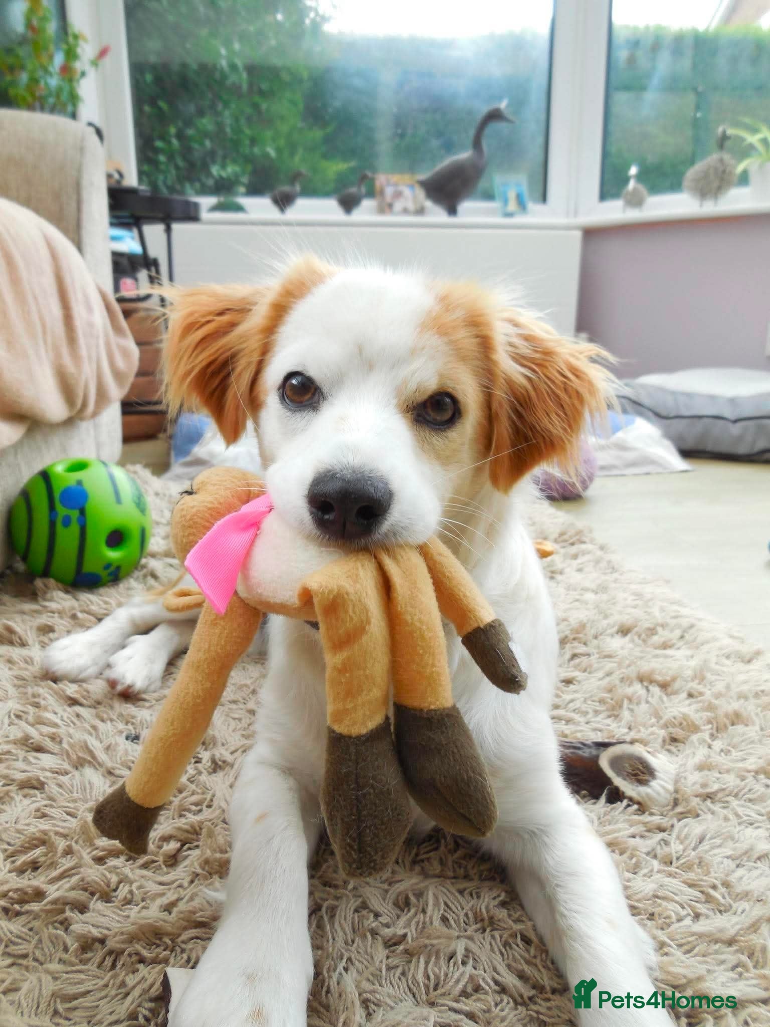 Mixed Breed dogs Happy Barney *ADOPTION PENDING*  - Advert 13