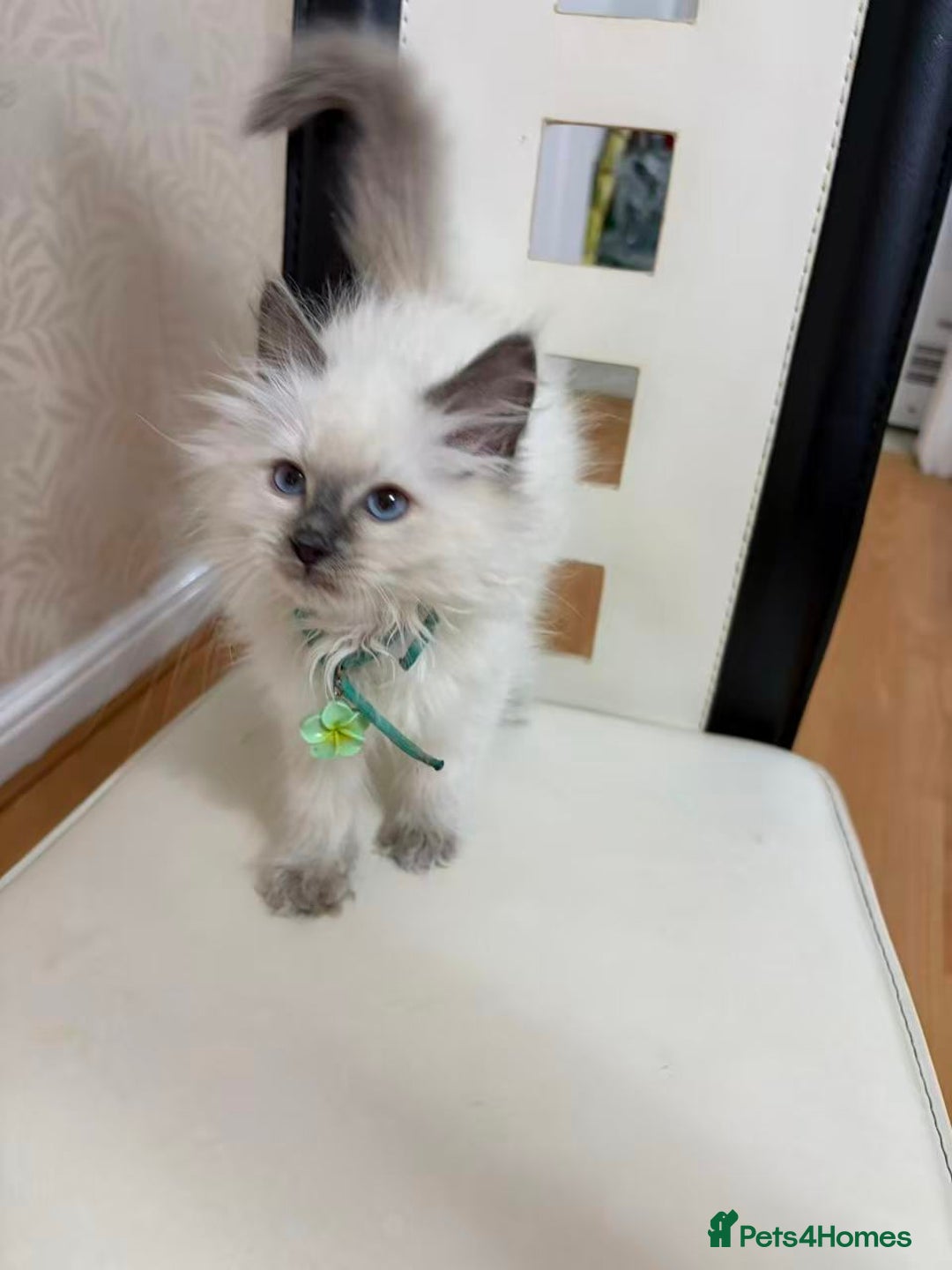 Ragdoll cats for sale: 8 Ragdoll cats for sale - Advert 18