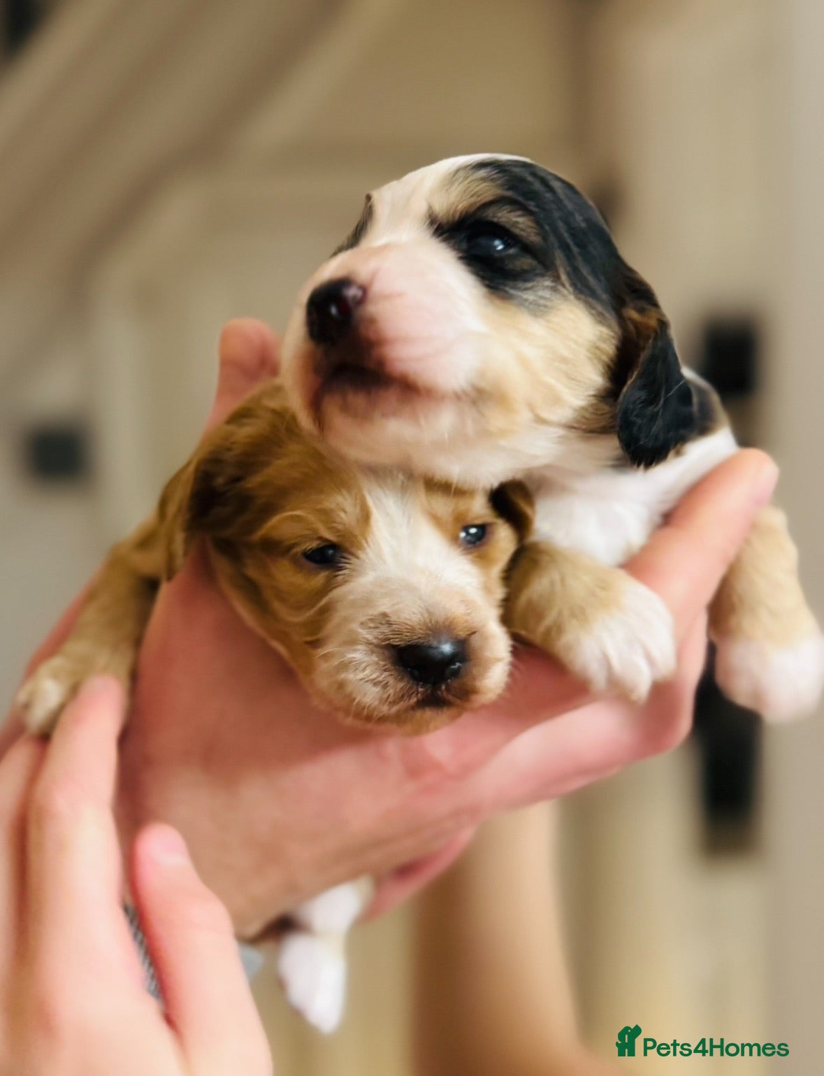 Cocker Spaniel dogs Cocker Spaniel puppies  - Advert 2