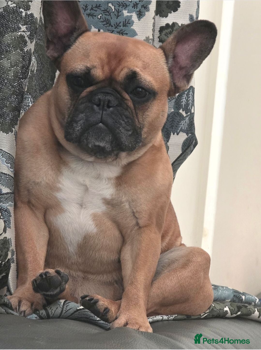French Bulldog dogs 4 year old french Bulldog for rehoming - Advert 3