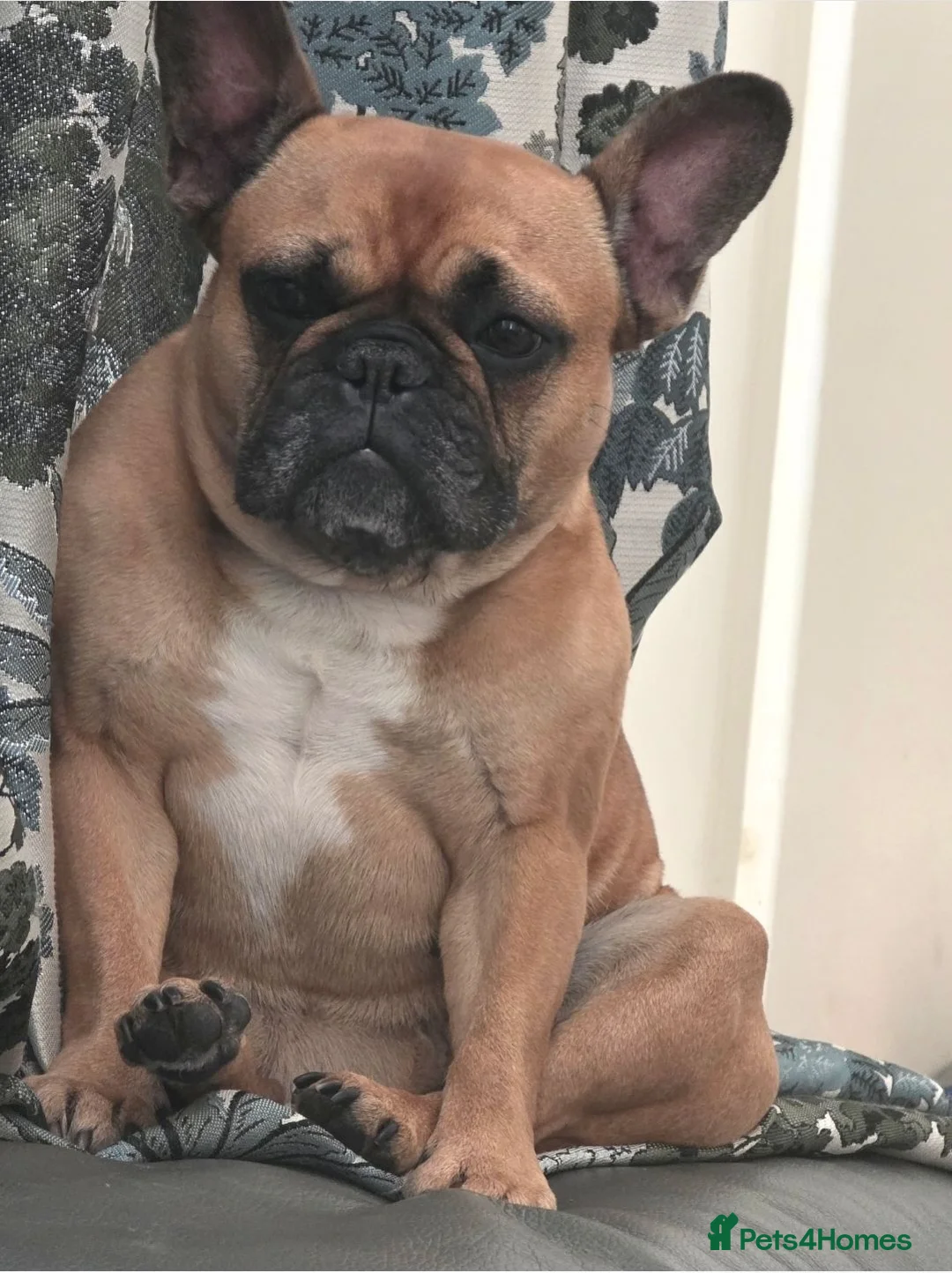 French Bulldog dogs for sale: 4 year old french Bulldog for rehoming in Merthyr Tydfil - Advert 1