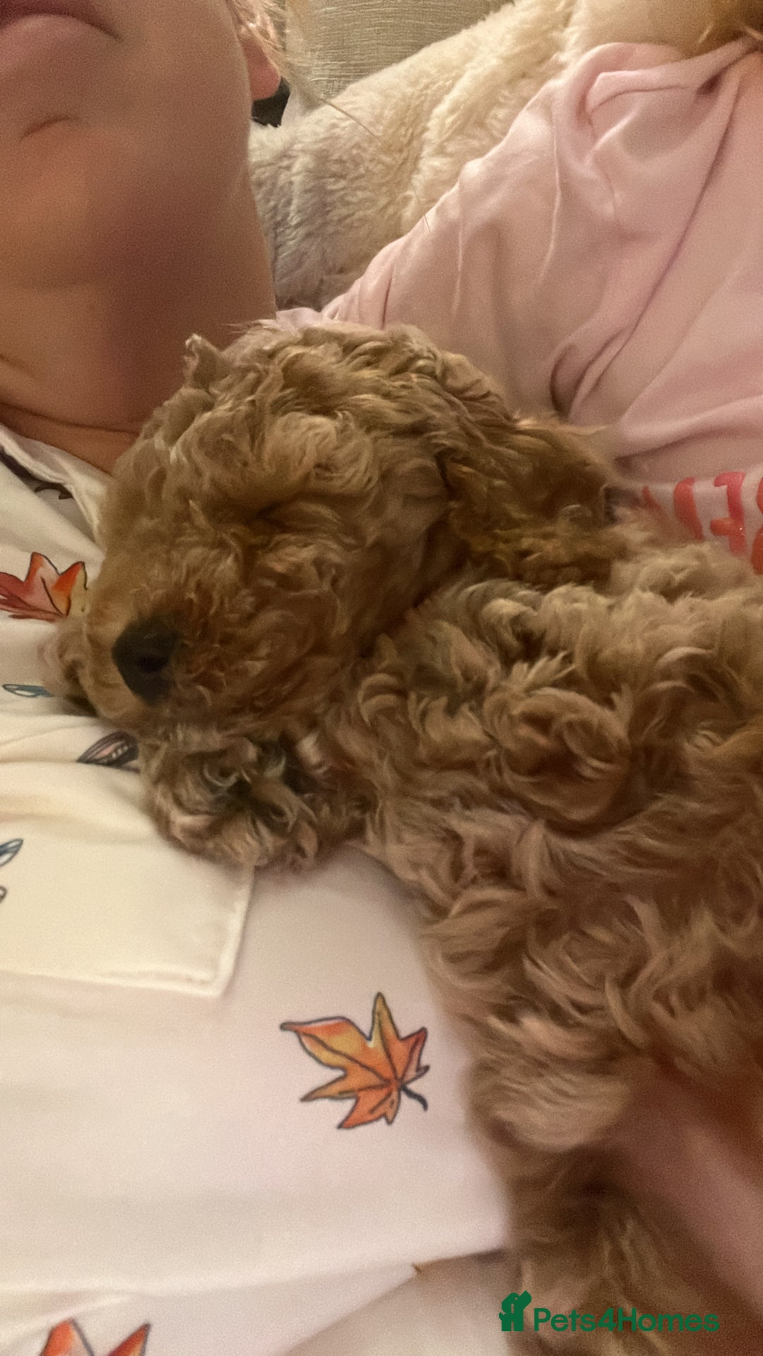 Poochon dogs for sale: STUNNING POOCHON - Image 6