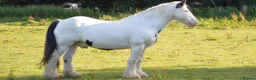 Irish Cob horses for sale: Ride & drive heavy cob  - Advert 1