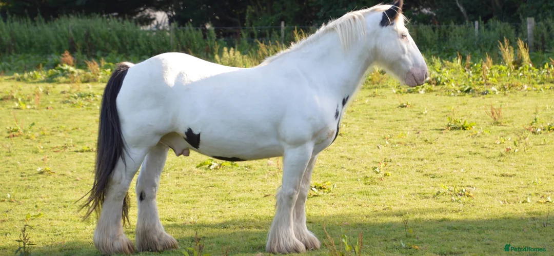 Irish Cob horses for sale: Ride & drive heavy cob  - Advert 1