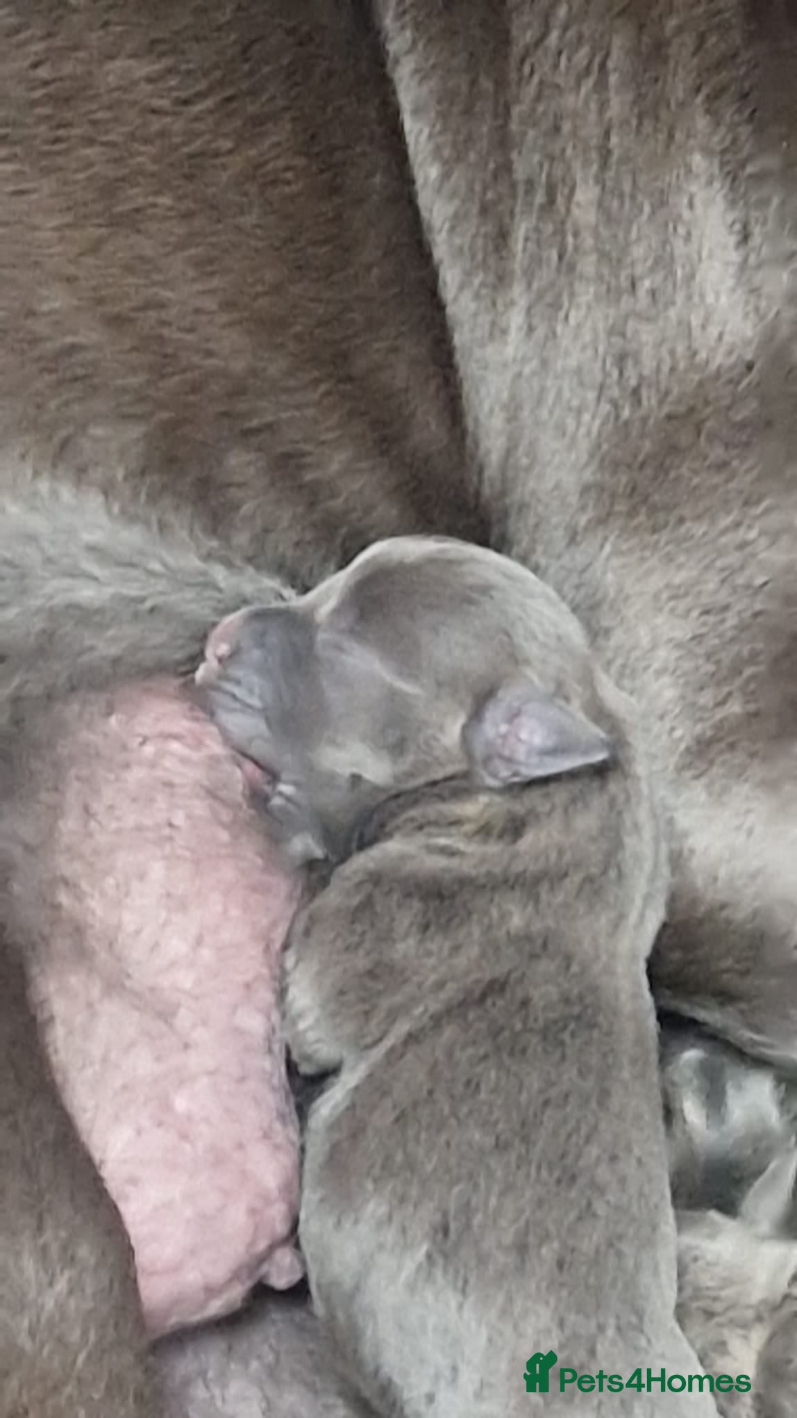 Staffordshire Bull Terrier dogs for sale: Blue & Blue Brindle Staffies in Preston - Advert 7
