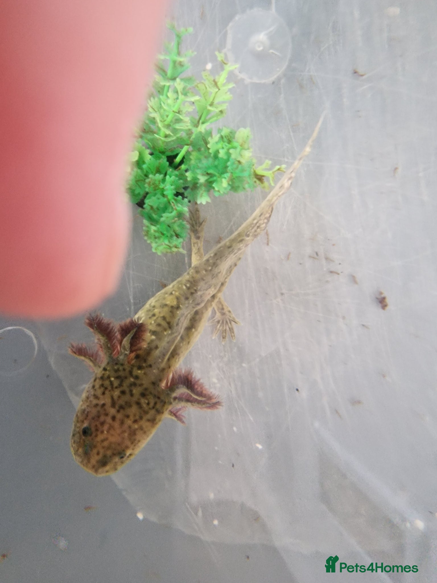 Axolotl reptiles Juvenile axolotl - Advert 12