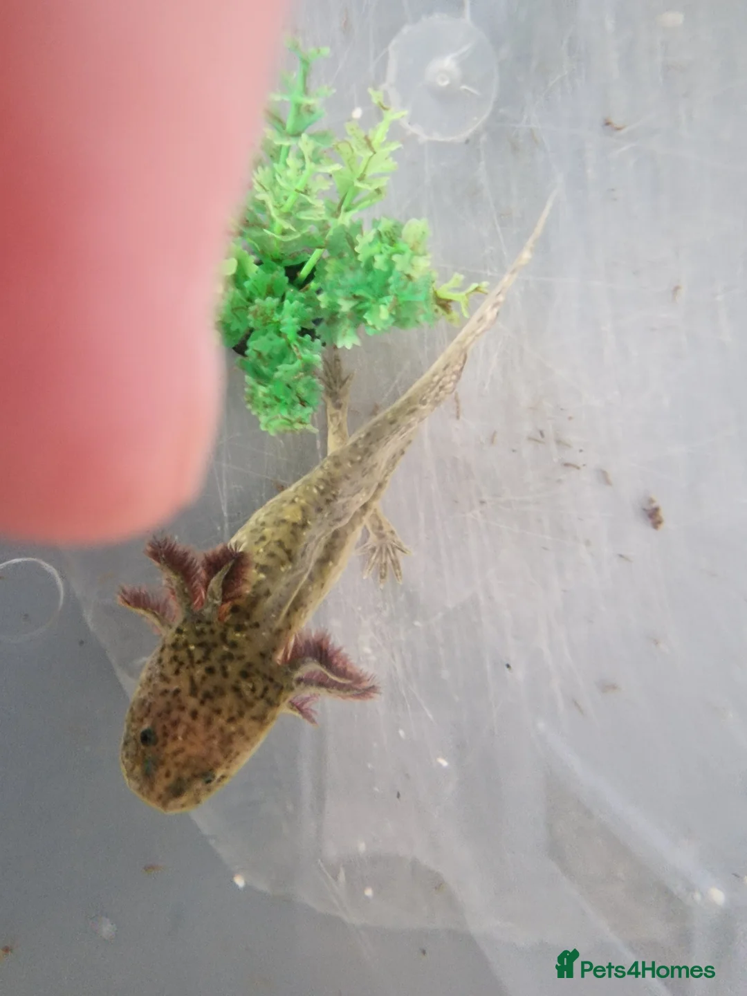 Axolotl reptiles for sale: Juvenile axolotl - Advert 1