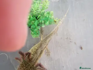 Axolotl reptiles Juvenile axolotl - Advert 12